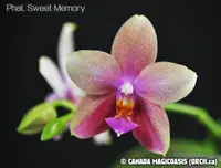 Phal. Sweet Memory (PM 78A) (Hybrid)