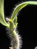 White-haired Dendrobium (Dendrobium senile)