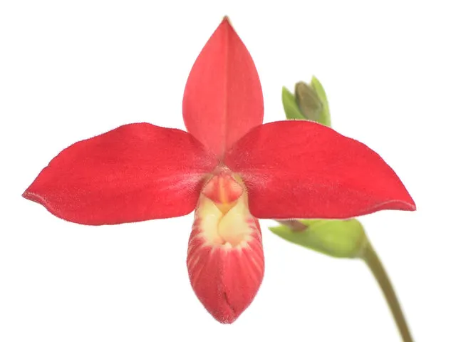 Phragmipedium Waunakee Sunset (Phragmipedium)