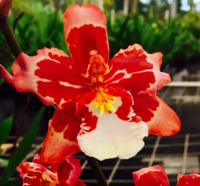 Wilsonara Dangold 'HOF #1'