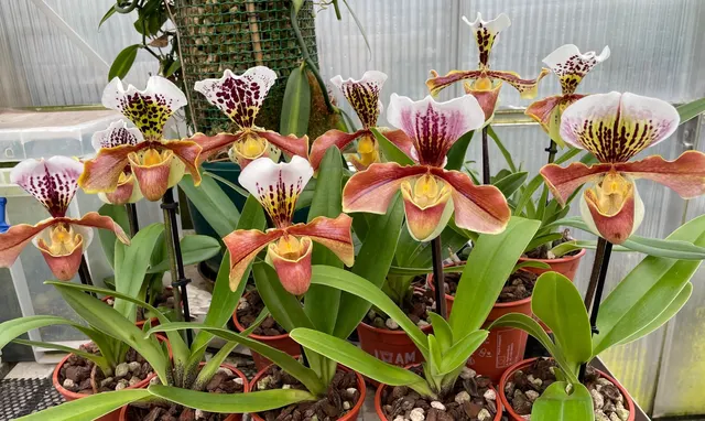 Paphiopedilum gratrixianum x complex (Paphiopedilum)