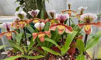 Paphiopedilum gratrixianum x complex – vigorous hybrid orchids