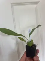 Coelogyne salmonicolor