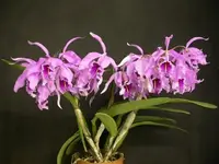 Cattleya maxima (Big Plant)