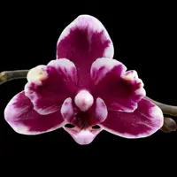 Phalaenopsis I-Hsin Black Soot 'Splash'