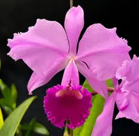 Cattleya trianaei - 3N (Sangre de Toro 'Hernando Garcia' x 'Cashens' FCC/AOS 4N)