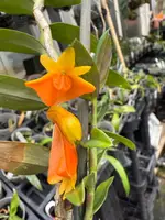 Den. chrysopterum species orchid — 2.5"pot (Not Currently In Bloom or Spike)