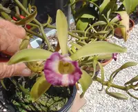 Vanilla Orchid Plant Bare Root 48" Vanilla dilloniana 'Intelligent Design' AM/AOS Fragrant Rare Species