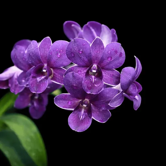 Dendrobium Thai Airwage Blue