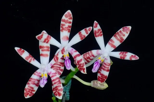 Phalaenopsis sumatrana (Phalaenopsis)