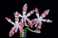 WP2613 Phalaenopsis sumatrana (clone)