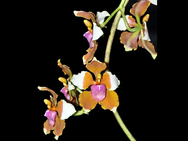 Cyrtochilum volubile (Cyrtochilum)
