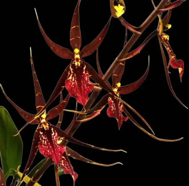 Wilhelmara Pinot Princess 'Nite Naulege'