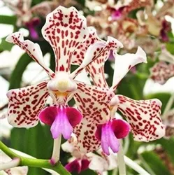 Vanda tricolor 'Maui Beauty'