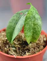 Oecl. maculata (MOEM) (- Oeceoclades ) Oecl.=Oeceoclades SS