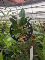 Dendrobium jenkinsii