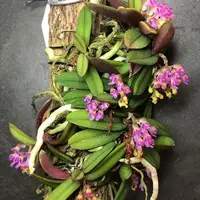 Schoenorchis Manipurensis