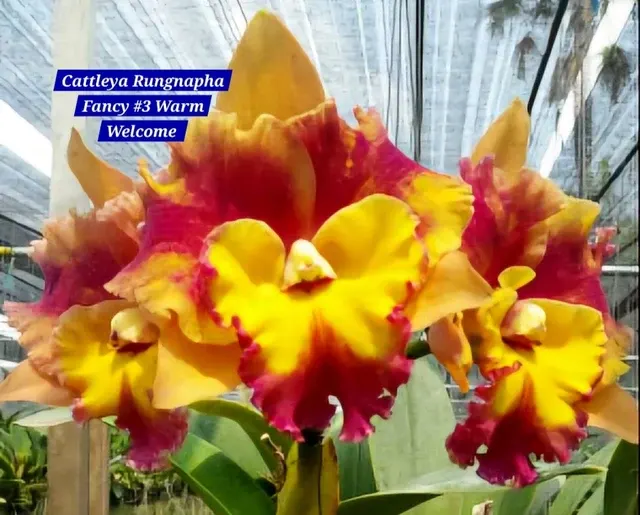 Cattleya 18 Orchid (Cattleya)