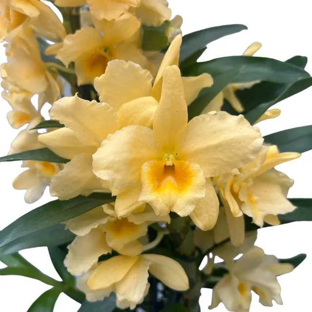 Dendrobium Yellow Song - Exemplar XL