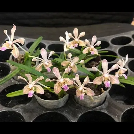 Vanda lamellata × lilacina (Vanda)