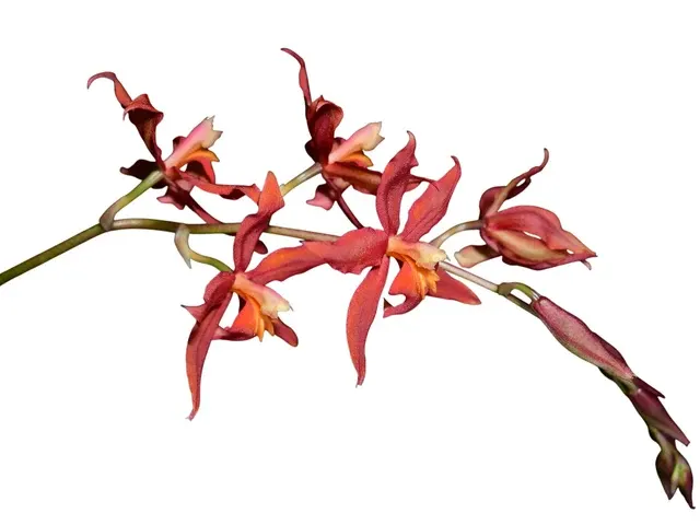 Oncidium Orange Clouds (Oncidium)