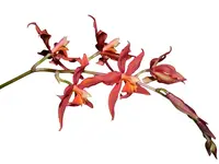 Oncidium Orange Clouds