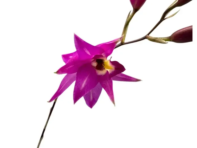 Laelia Finckeniana Lineolata (Laelia)