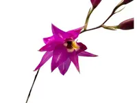 Laelia Finckeniana lineolata