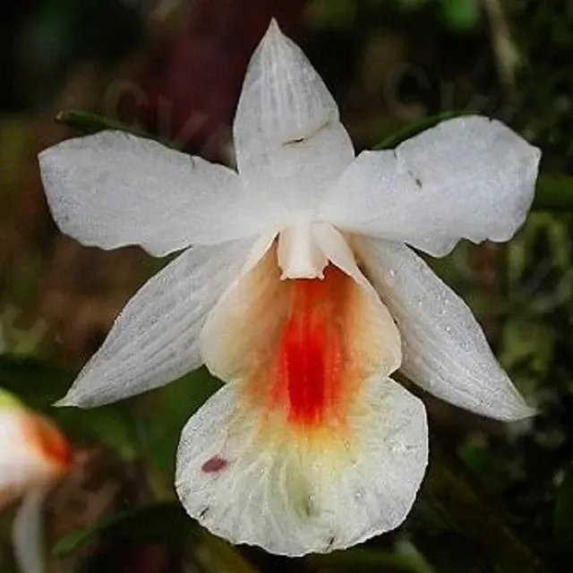 Dendrobium sinense sp (Dendrobium)