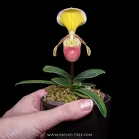 Paphiopedilum helenae sp. Orchid Plant - BS
