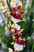 Onc. Wildcat 'Rainbow'