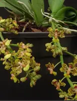 Orchid Live Plant - Bare Root Trichocentrum nanum - Blooming Size - Brazilian Orchid