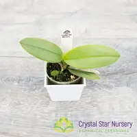Doritis Pulcherrima var Coerulea — 2" Pot / Without Spike