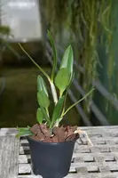 Cattleya aurantiaca 'Mishima Spots' — Jungpflanze