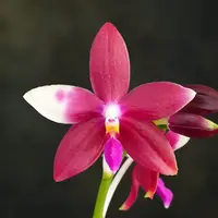 Phalaenopsis Miki Rose Vincent '1688' - parfumata — fara flori, frunze cu defecte - ghiveci 2.5 inch