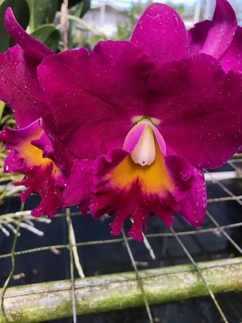 Potinara Jerry Rehfield 'Paradise Fuschia' (Potinara)
