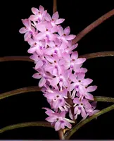 Ascocentrum christensonianum | SapphireChild Orchids