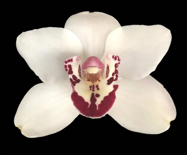 Cymbidium Vanessa Amorosi — Warm Tolerant Cymbidium Orchid Fall Bloomer Easy To Grow And Bloom (Cymbidium)