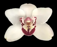 Cymbidium Vanessa Amorosi — warm tolerant Cymbidium orchid fall bloomer easy to grow and bloom (NOT in-bud/bloom when shipped)