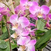Phalaenopsis Orchid Purple Dust Mature Plant - Ready To Flower
