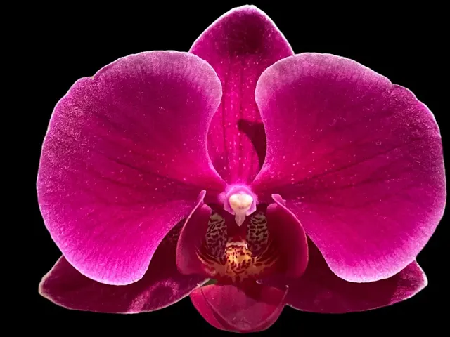 Phalaenopsis Fragrant Hills 'HS5384'