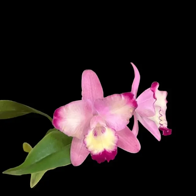 Cattleya Cherry Bee ‘Happy Field’ Parfumata