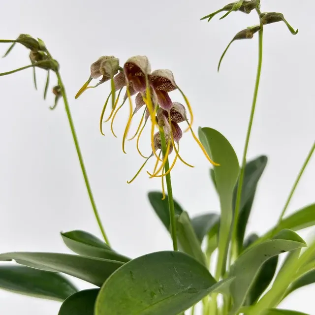Masdevallia ova-avis