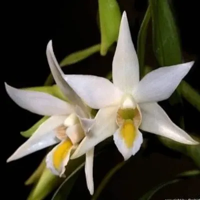 Dendrobium sutepense sp (Dendrobium)
