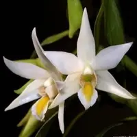 Dendrobium sutepense sp.