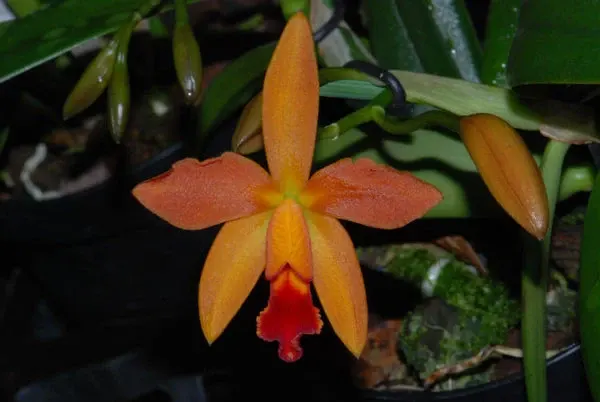 Sophrolaeliocattleya GINNY CHAMPION