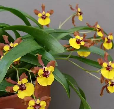 Oncidium croesus (Oncidium)
