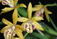 Bc. Rustic Spots 'H&R' (Bc. Richard Mueller x C. Landate) (M466) (Hybrid) Bc.=Brassocattleya
