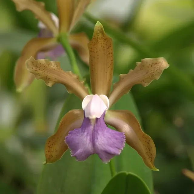 Cattleya Poseidon Lake