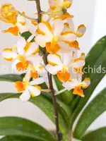 Vdnps. Pulcherrimin — Blooming Size (some leaf imperfection)